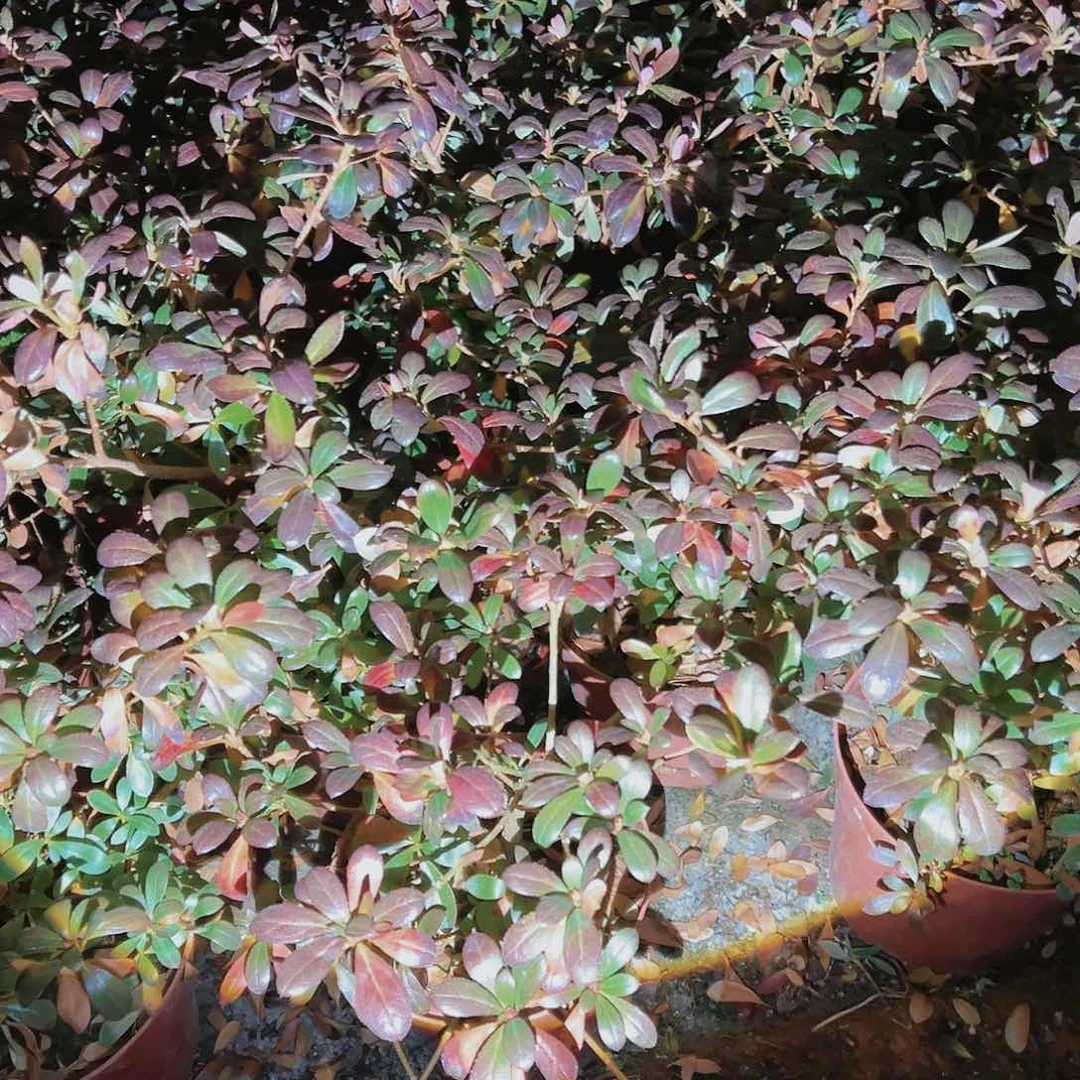 盆景皋月杜鹃品种若惠比须