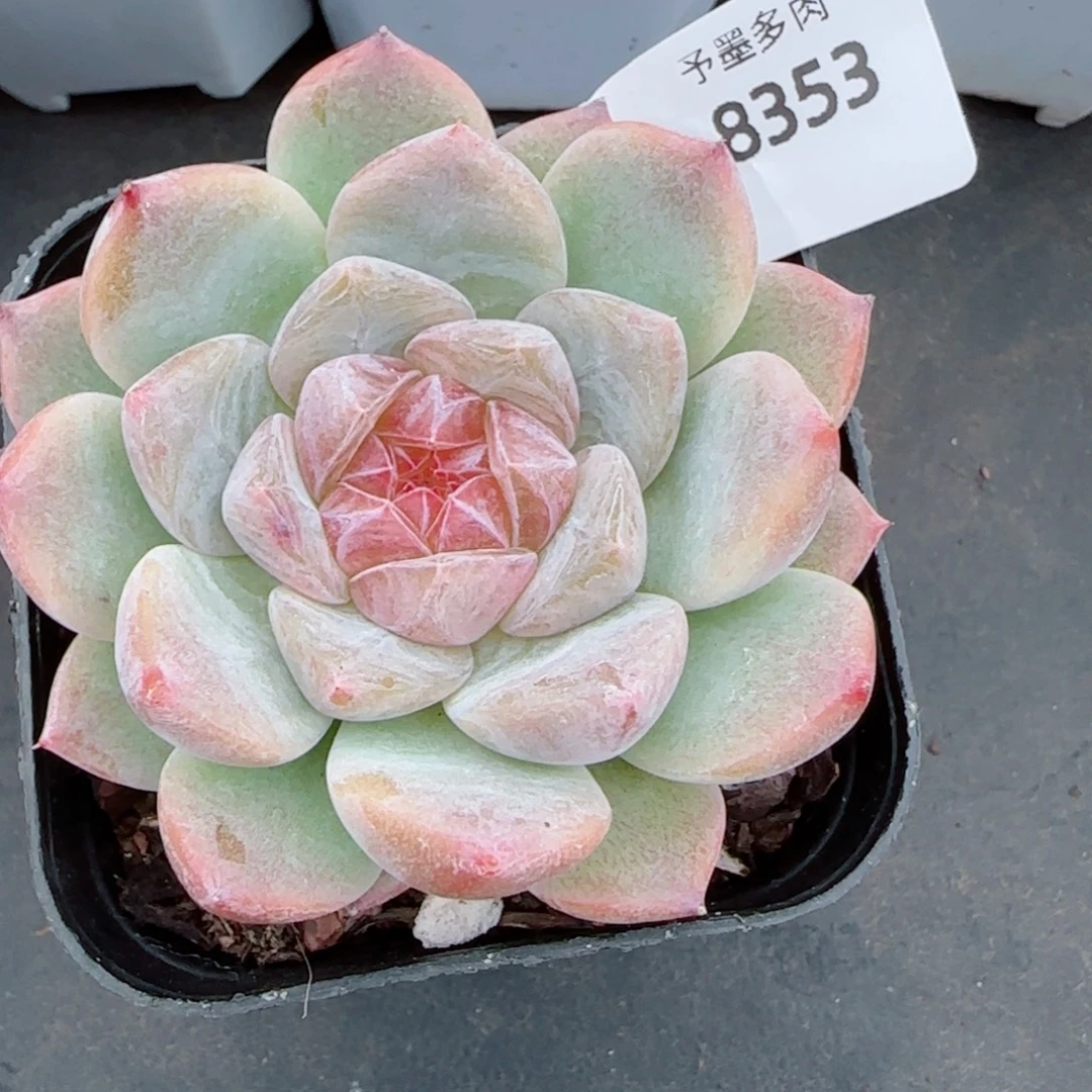 孤品糖心，8353多肉植物