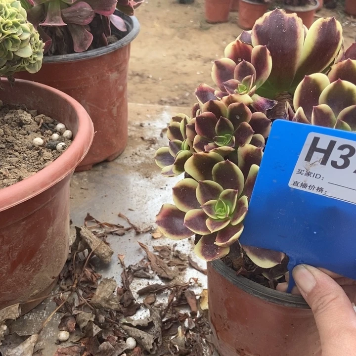 紫***香371欧利利老老桩老桩