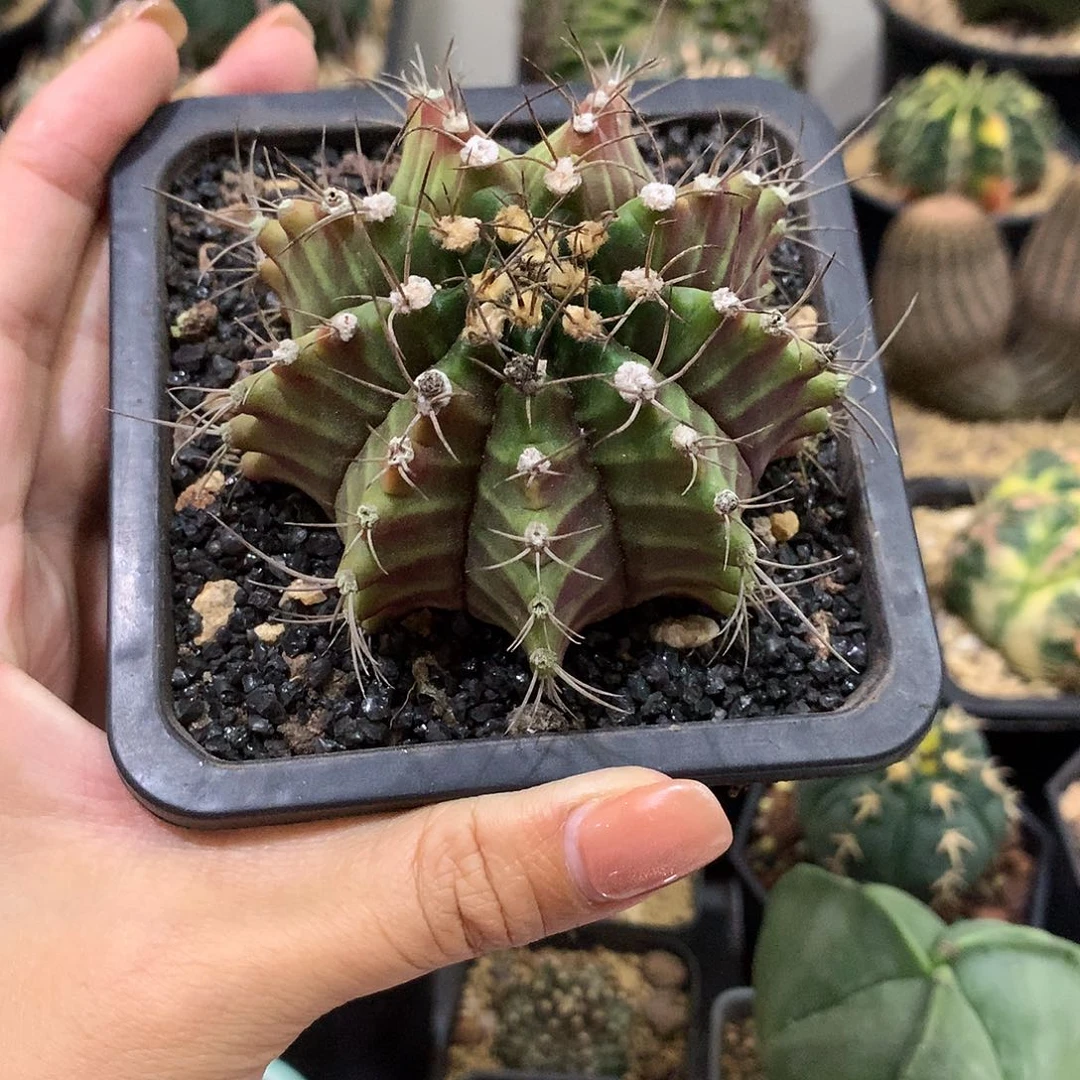 实生根龟甲绿牡丹