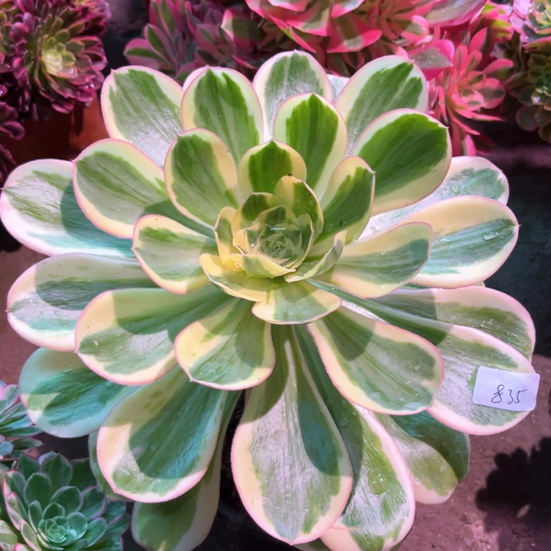 多肉植物燕姿 835