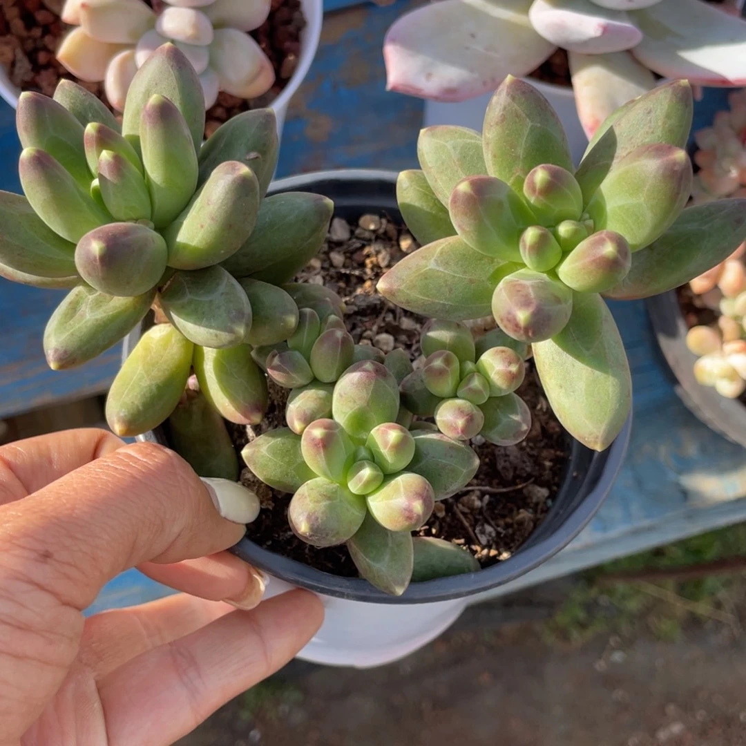 多肉植物盆栽多肉