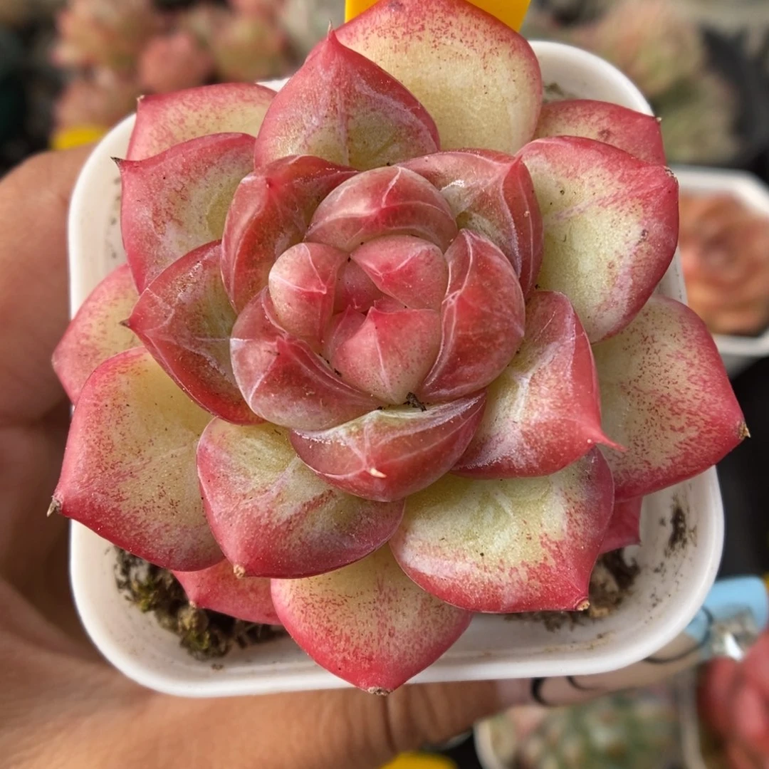 芙蕖珍妮可拍9741号