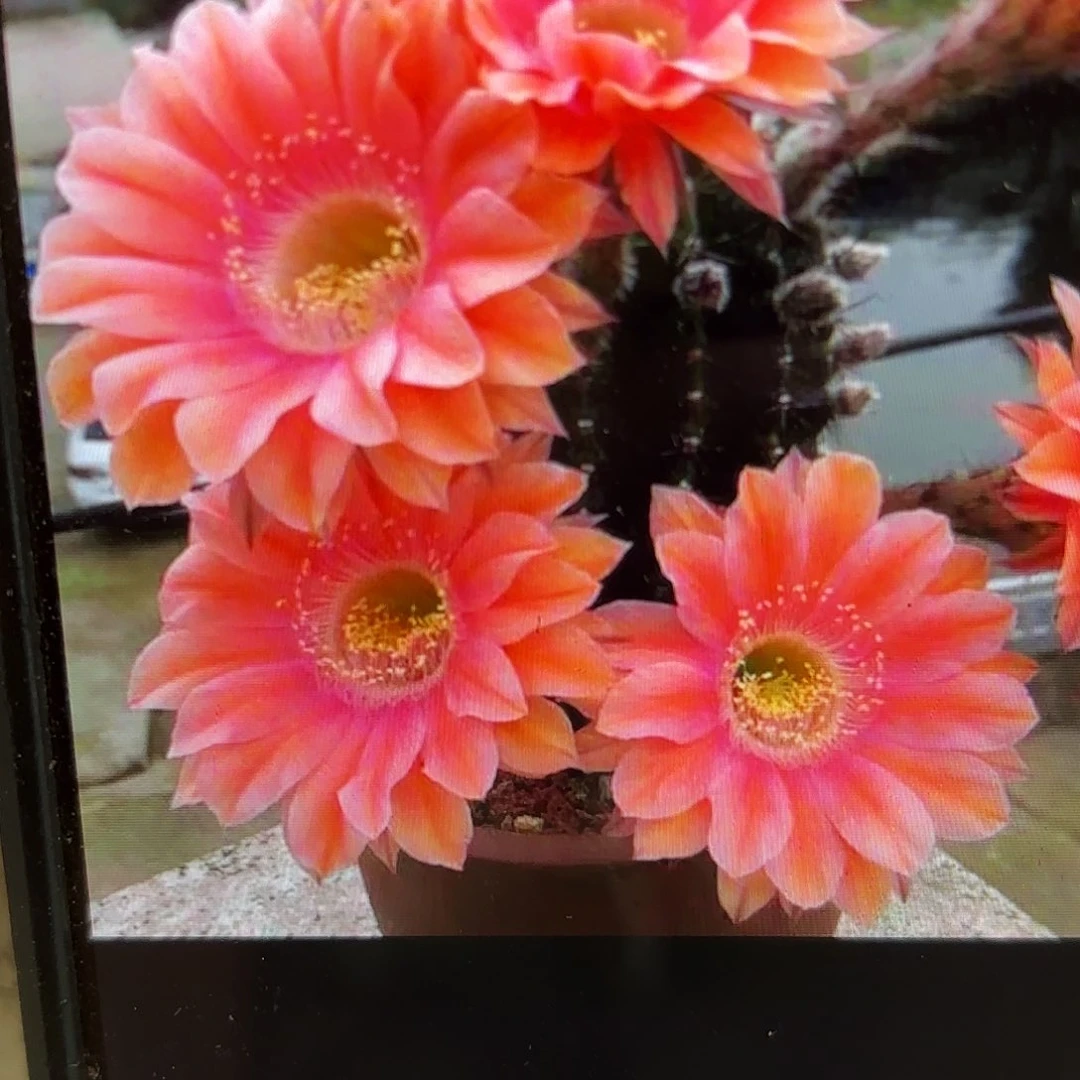 遐想彩侧牙20包邮仙人球