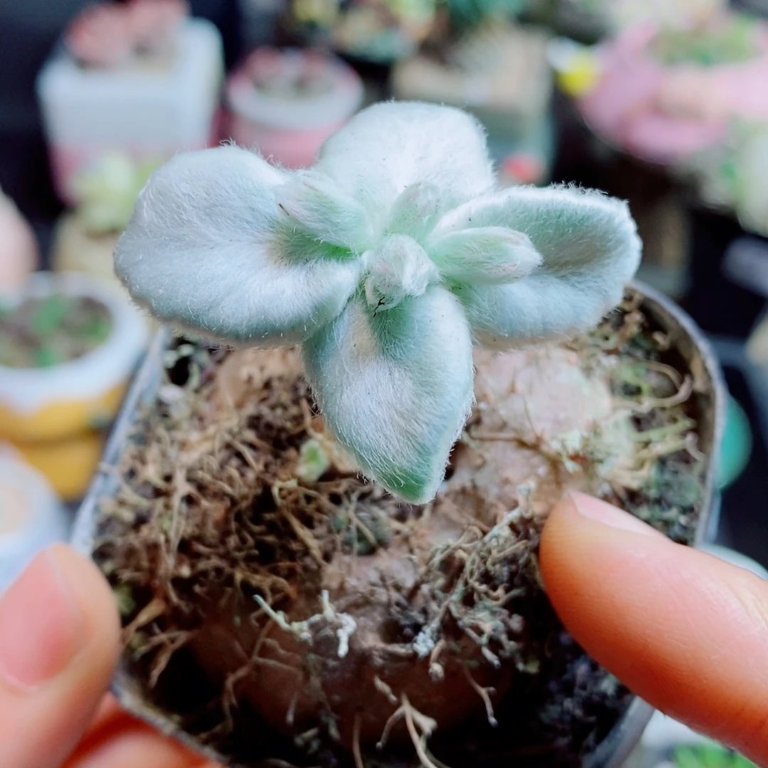 生石花花花花花花花花505