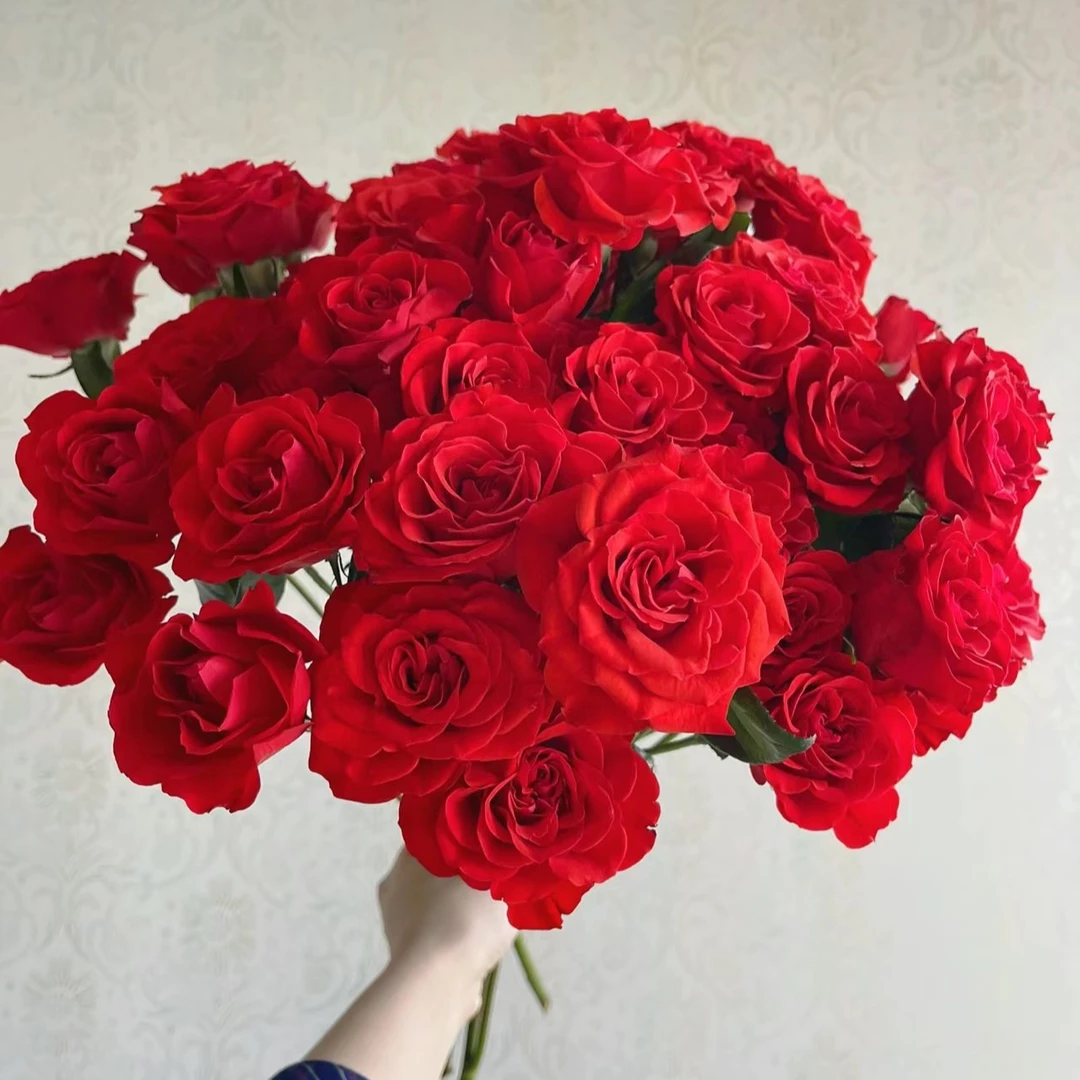 霓虹（多头玫瑰）1把10枝 云南鲜花【0度以下请拍保温棉】