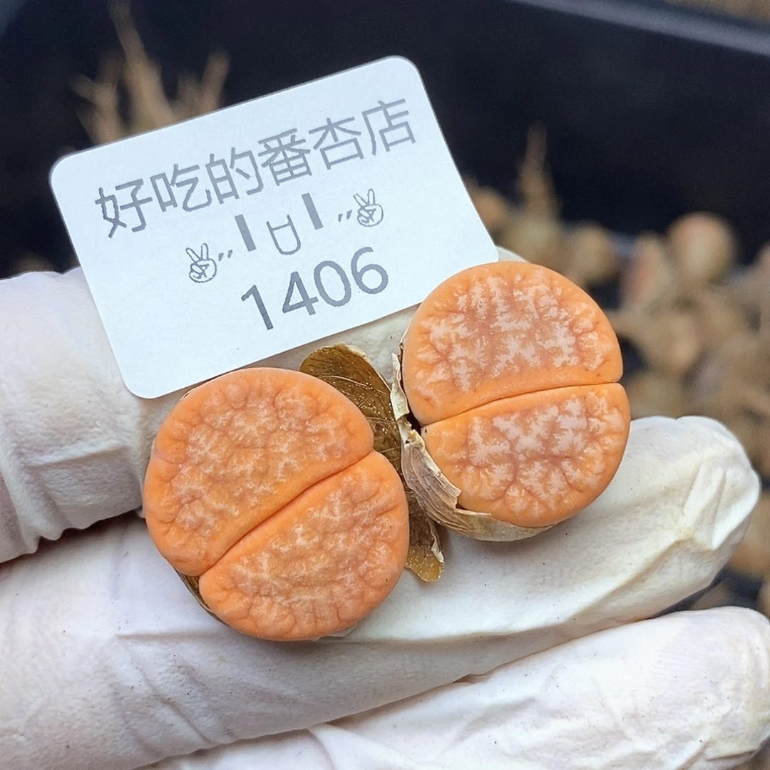 1406。零下拍保温。