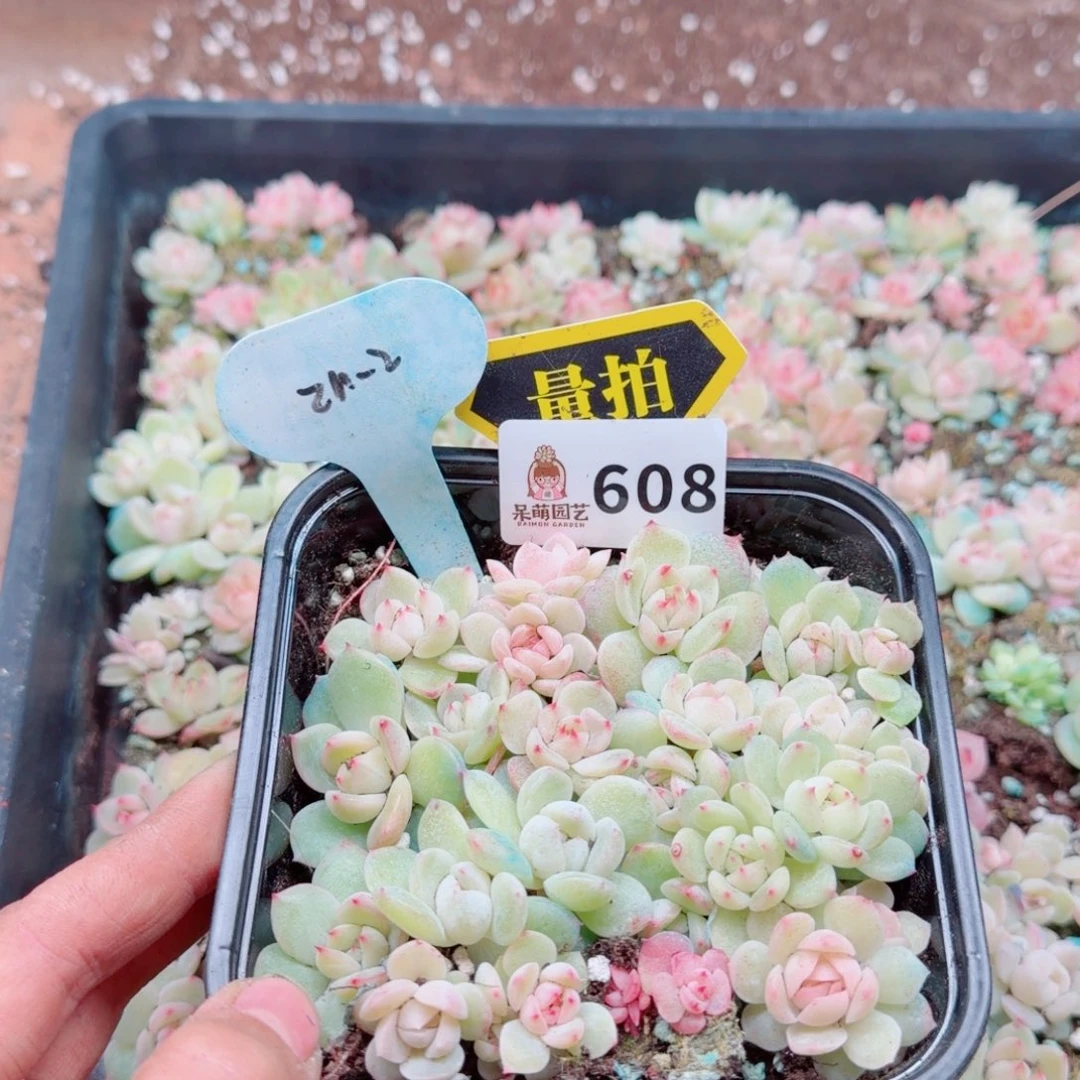 多肉植物多肉植物