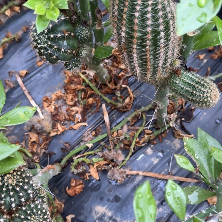 小***紫高山丽花仙人球仙人掌141