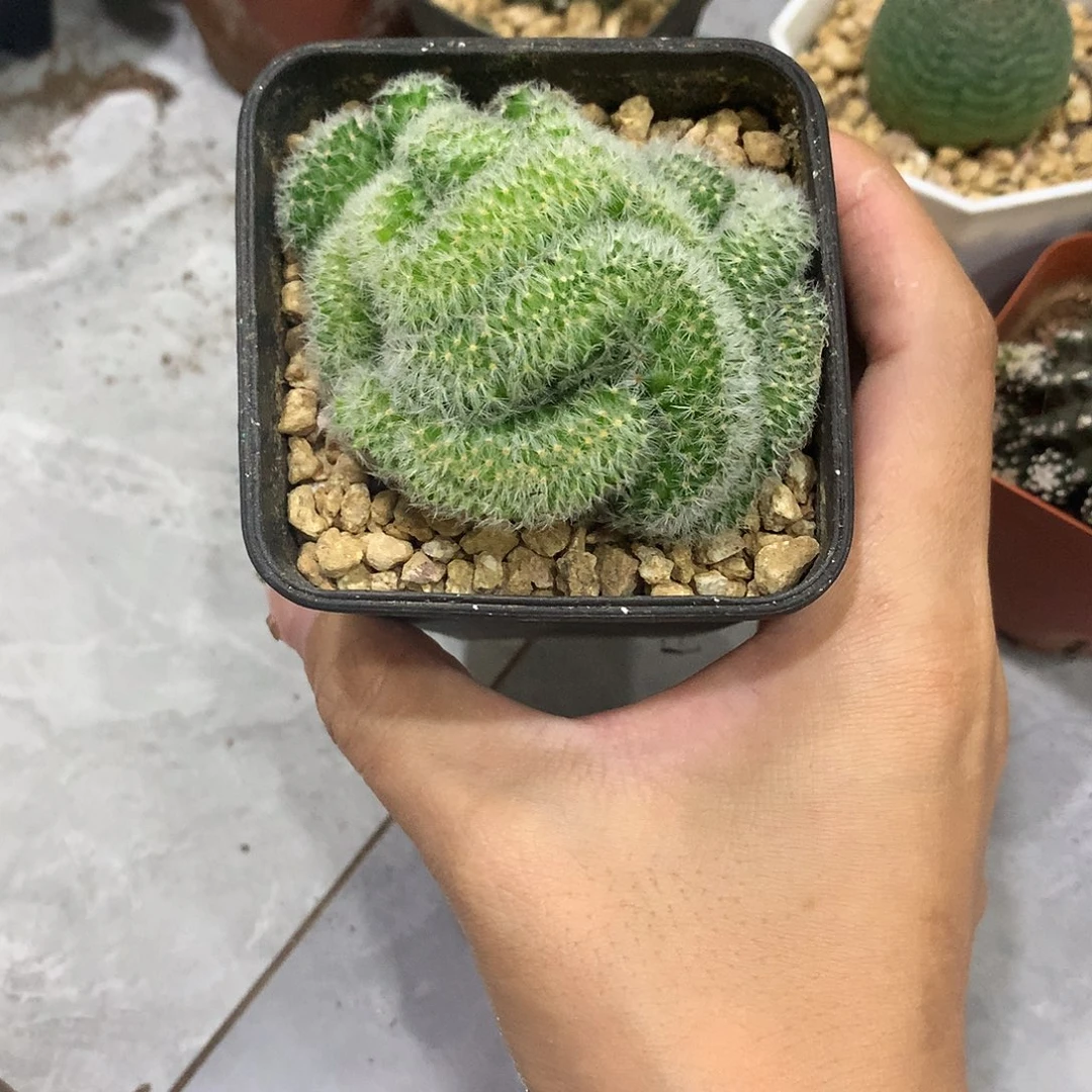 当前无花栽培后可以开花嘉文丸缀化