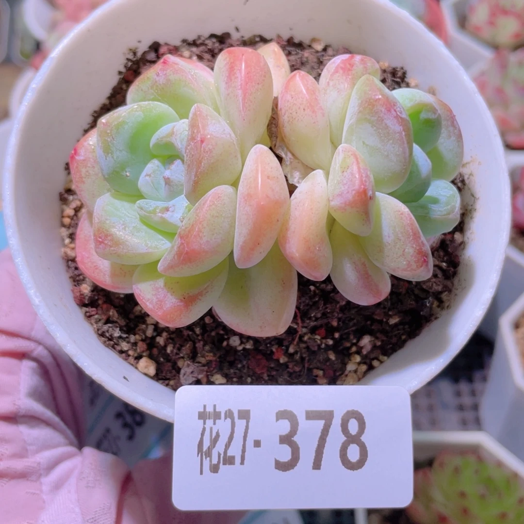 花利美27-378冰玉