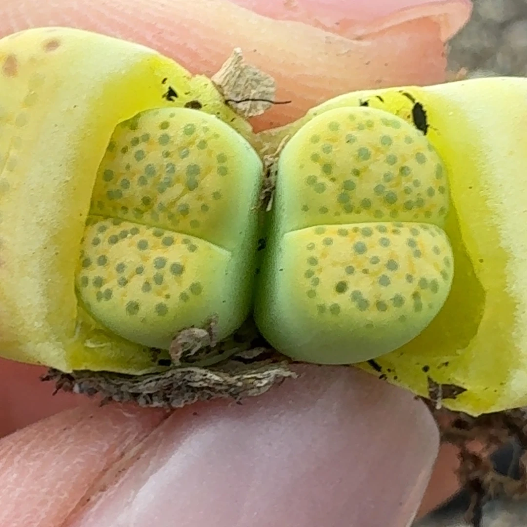 857双可口可乐咯摸摸