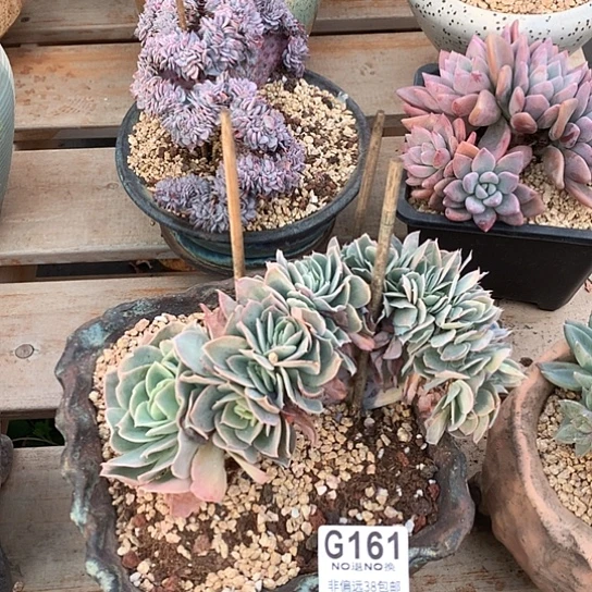 银翼缀化161 全场默认微瑕7-8天发货