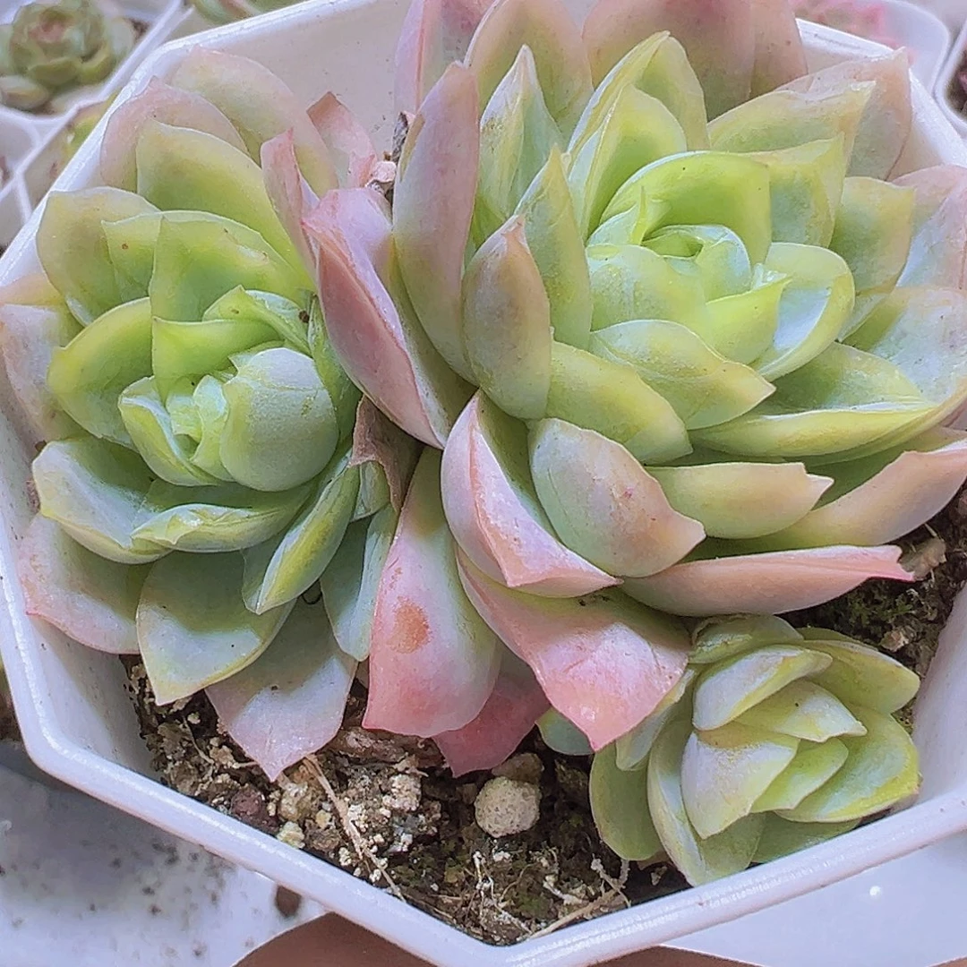 冰片锦19包邮多肉植物