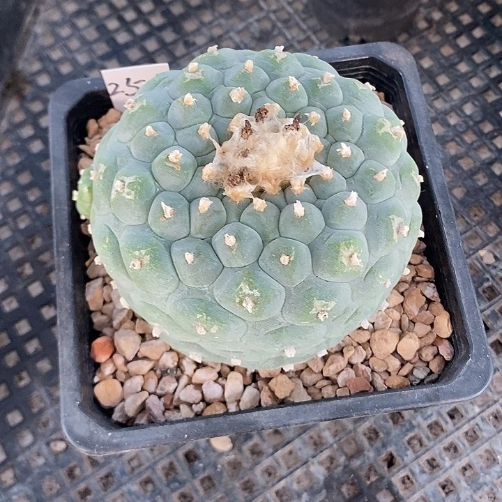 特大佛头，8.6公分，带盆