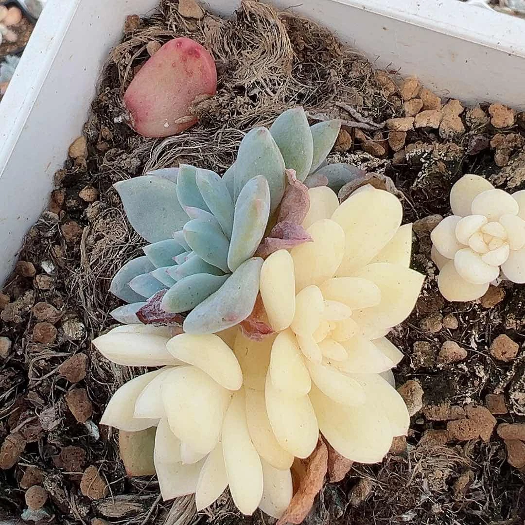 橙梦露锦底座，介意慎拍