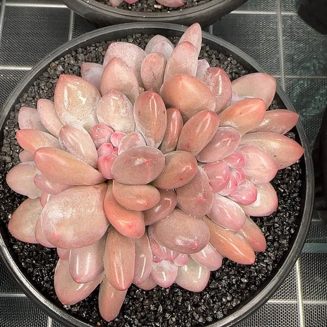 从前慢花园精选香水