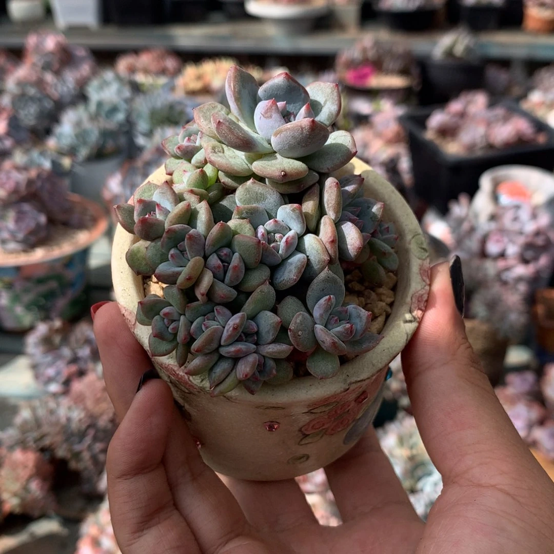 朵朵小树全小脸石榴籽