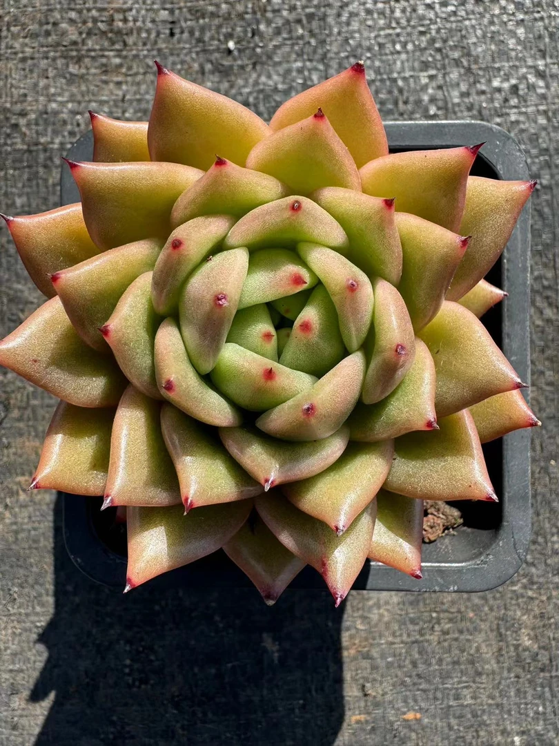 蜡版凸起玛丽亚多肉【满19包邮】