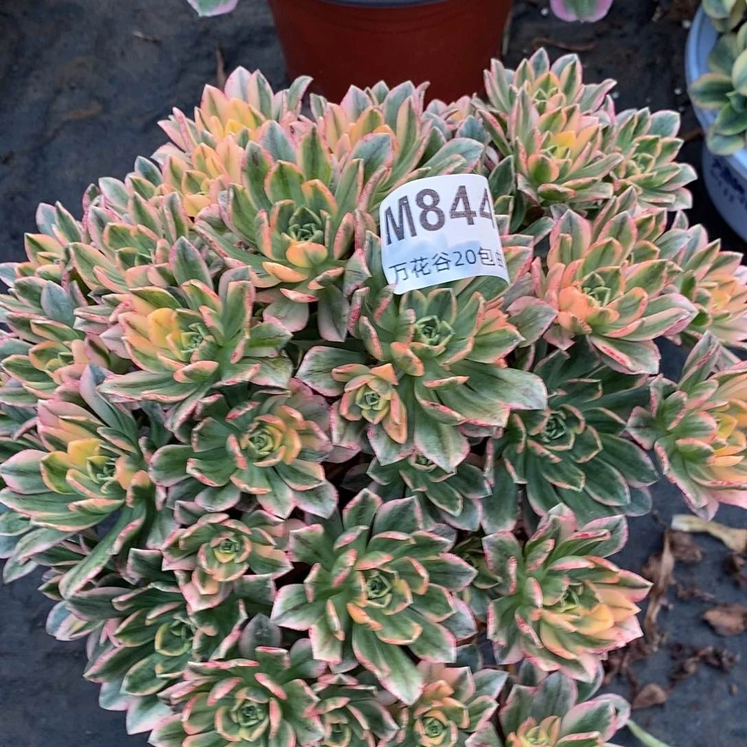 844甜茶多肉植物