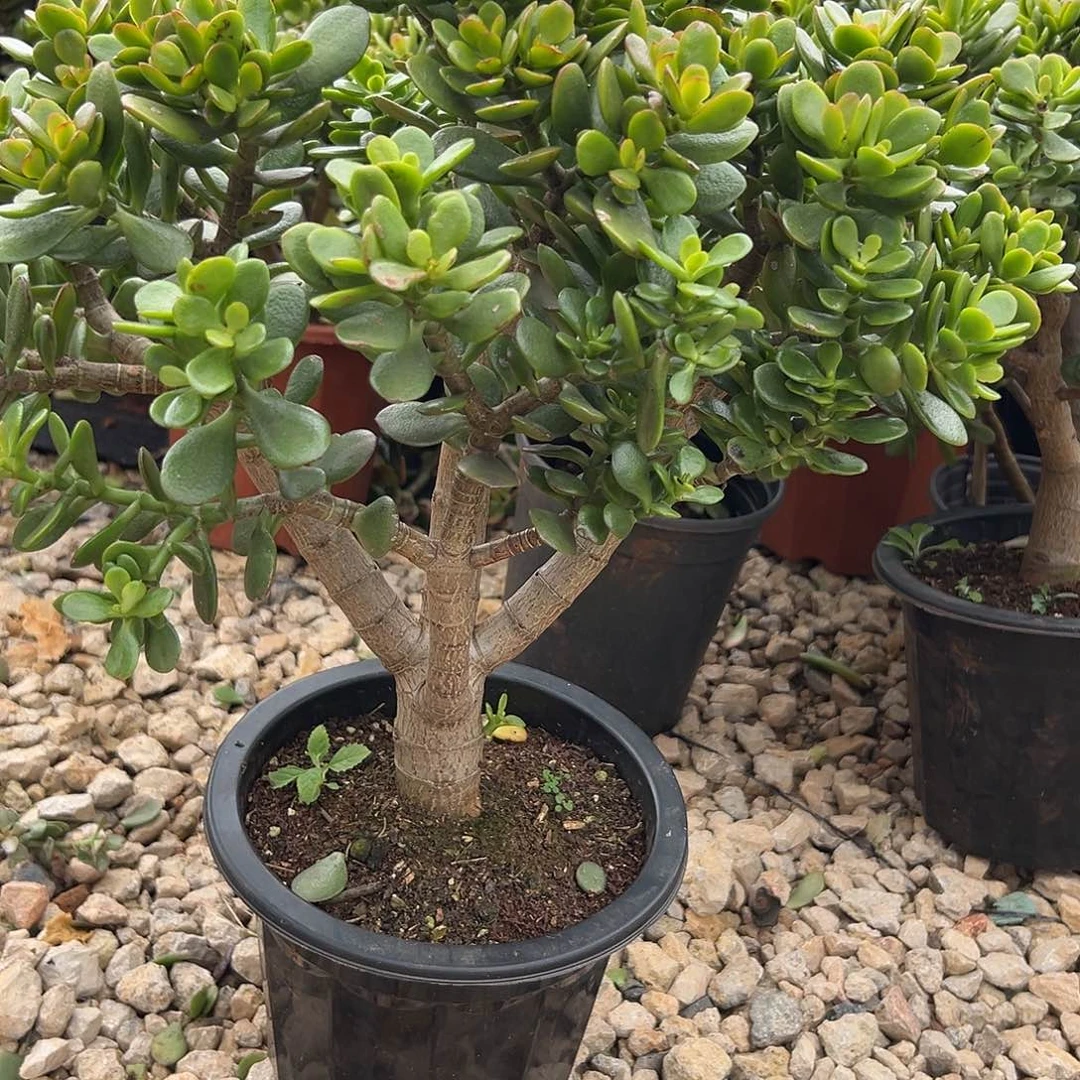 姬红花月一物一拍不退不换