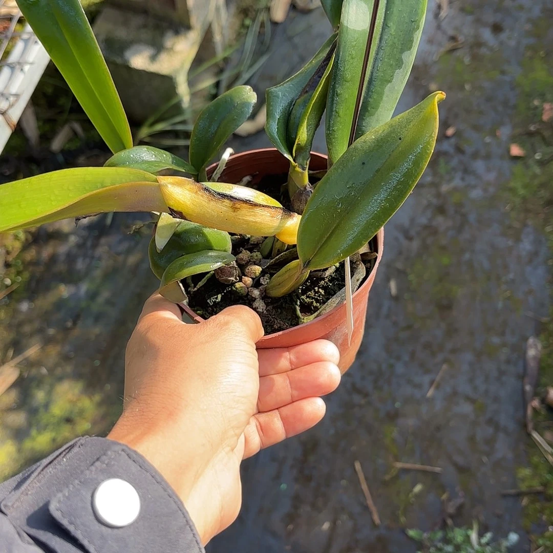 完全开放蓝色杰马尼