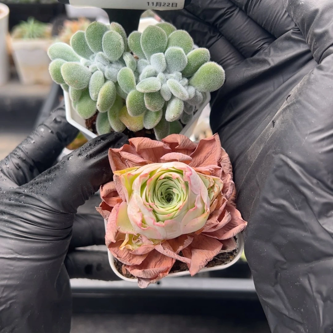 瑶***瑶0489-雪晃星缀带盆土+山地带盆土