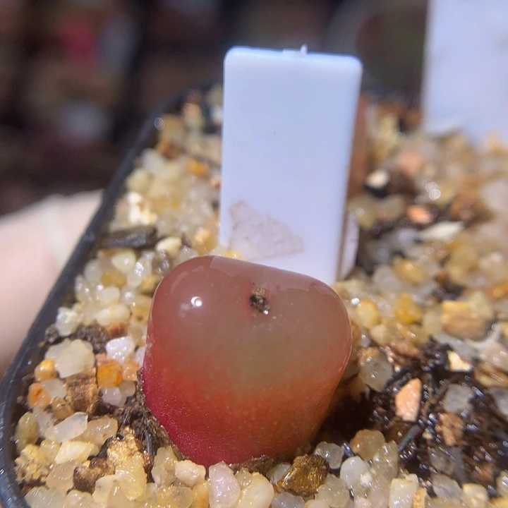 精品生石花218.129吕红