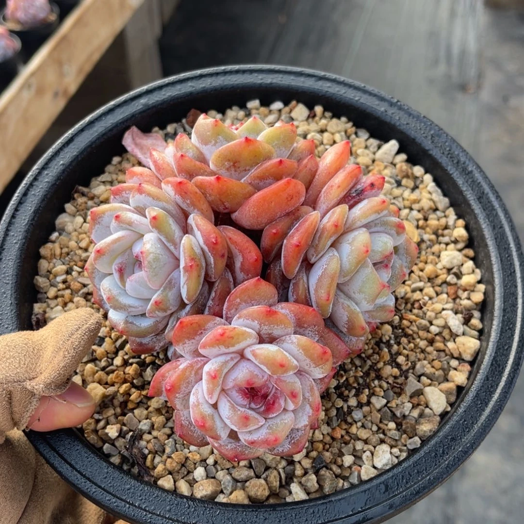 一物一拍不支持退换