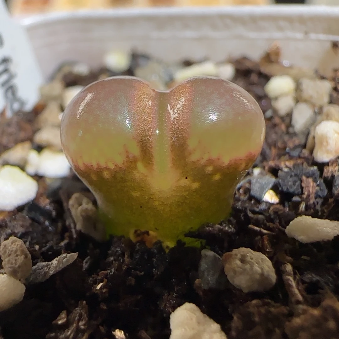 肉锥多肉植物百科30-肯哈德1060