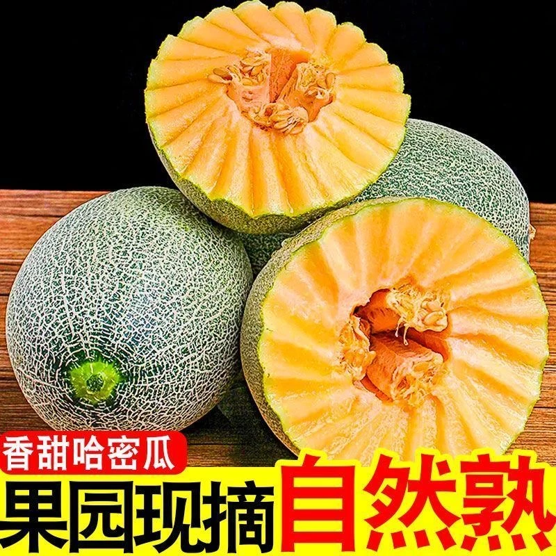 民勤沙漠西州蜜网纹瓜当季新鲜水果脆甜多汁