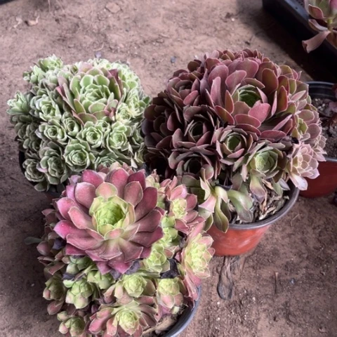 877多肉植物组合