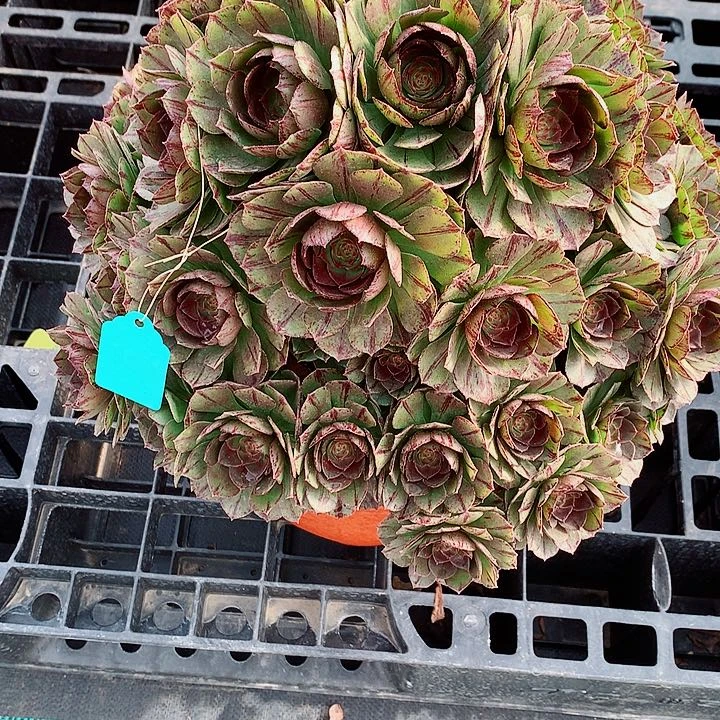 法师图片多肉植物