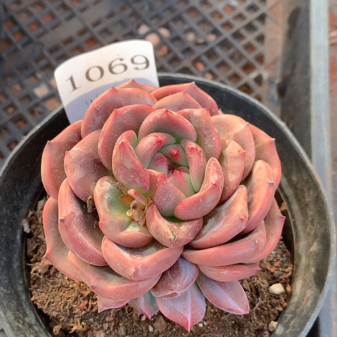 【闪购商品】云1069号
