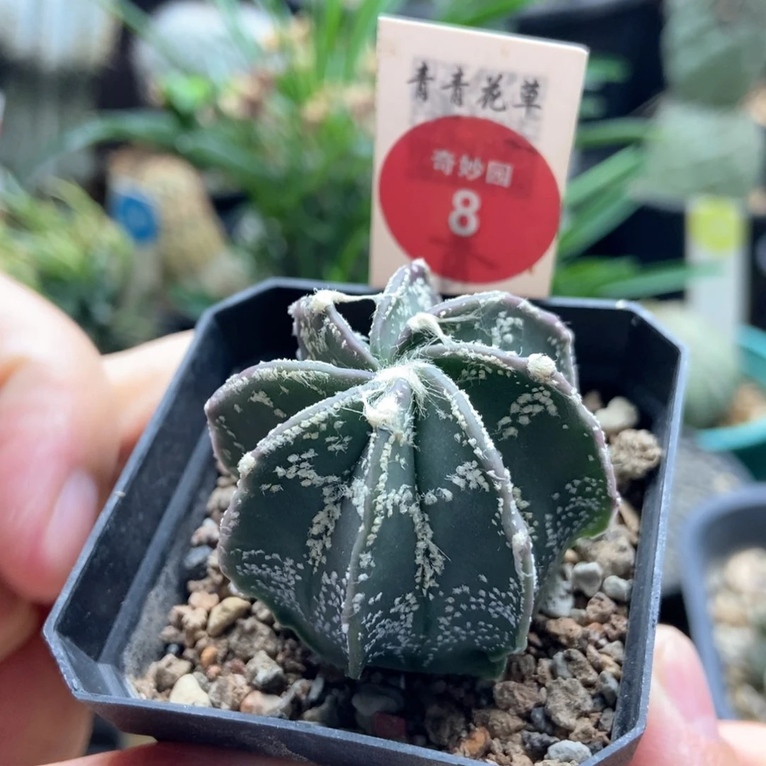 实生水牛角大凤玉3.8cm