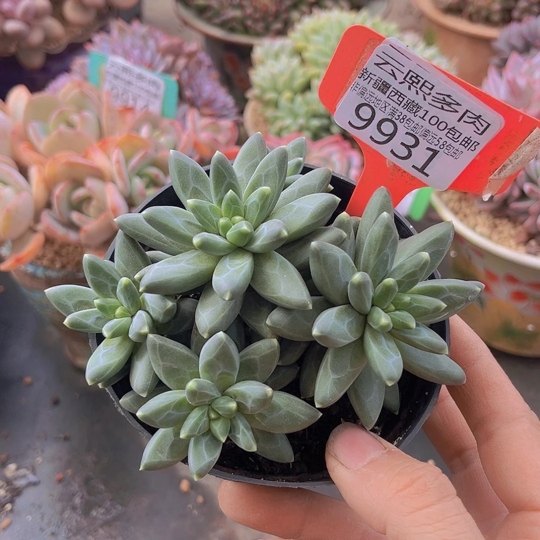 9931乌拉克拉多肉植物