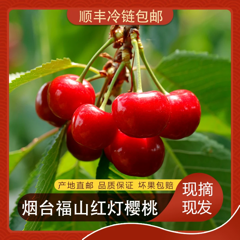 烟台福山露天头茬红灯大樱桃酸甜可口果园直发酸甜可口