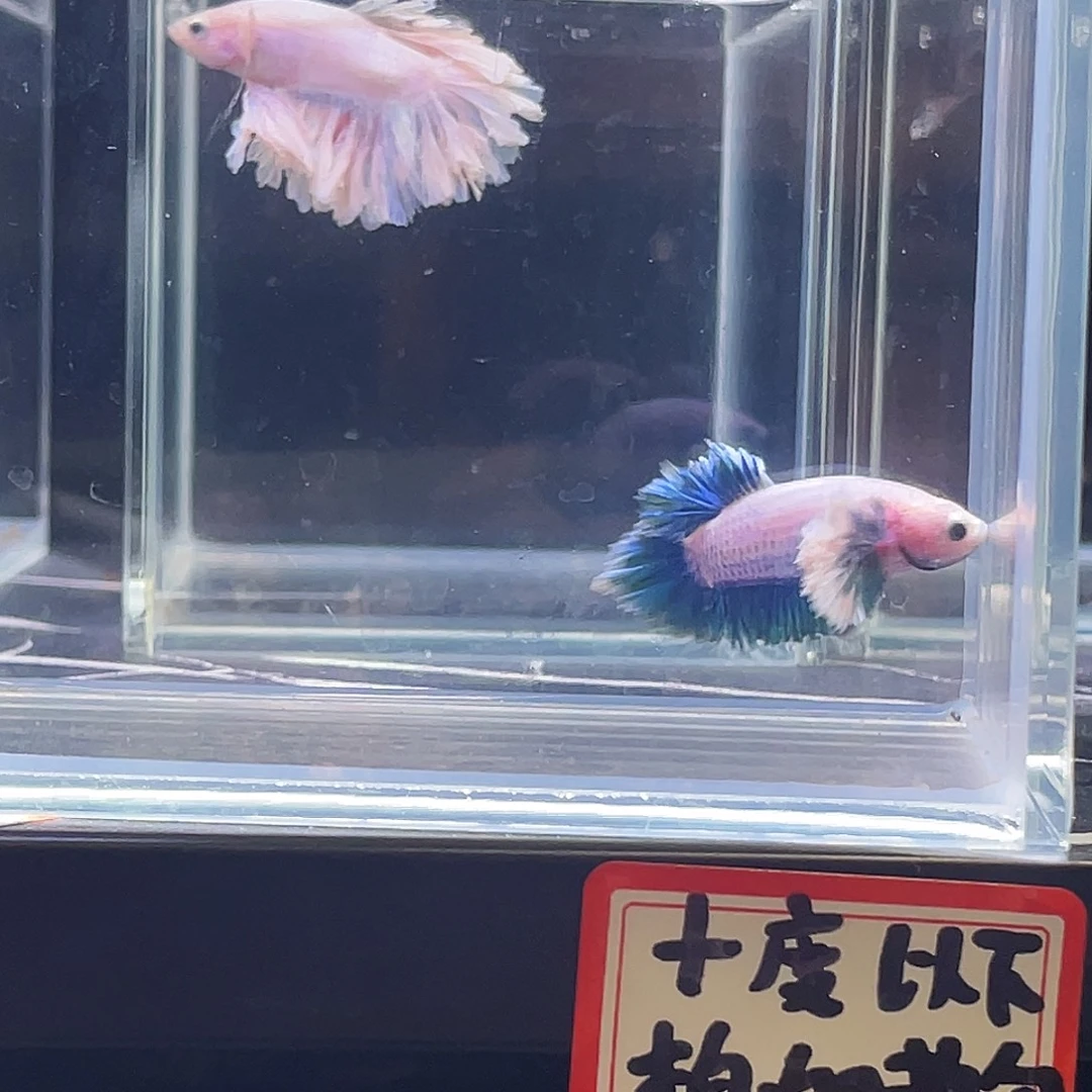 斗鱼印尼斗鱼，记得拍加热包031