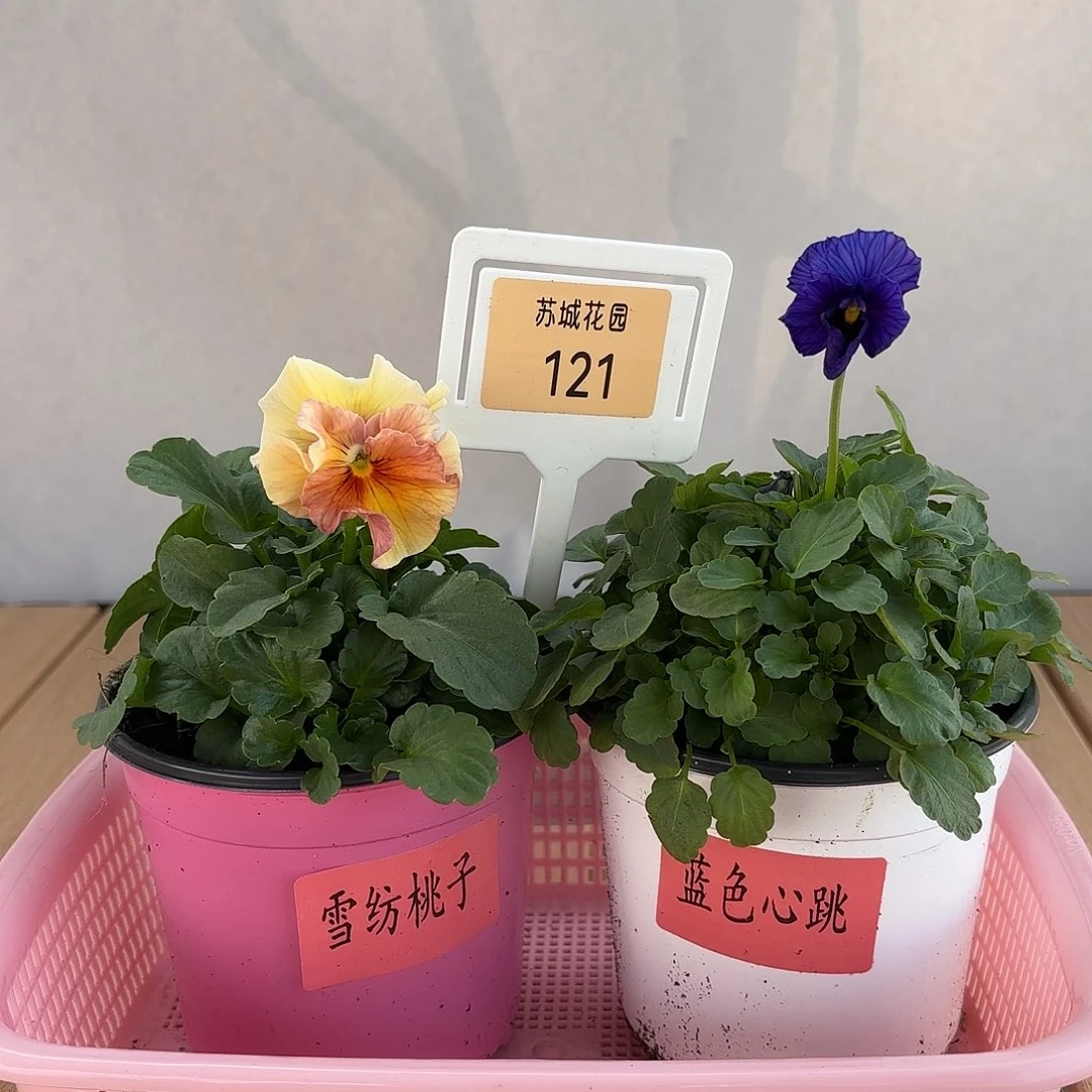 大部分开放少量花苞121