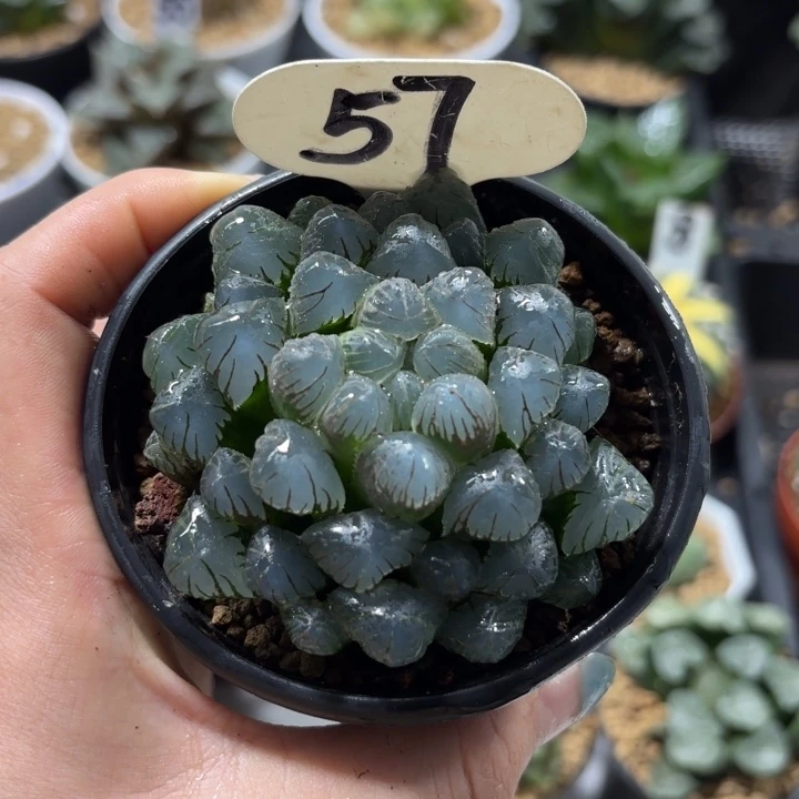 孔明灯多肉植物黑盘