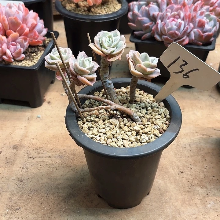 多肉植物，可爱玫瑰136号