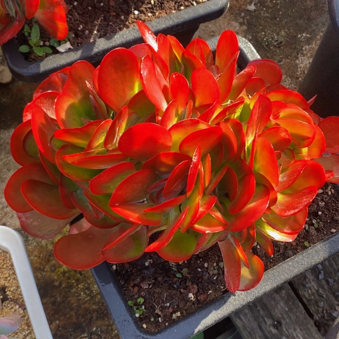 精控唐印缀化1 号