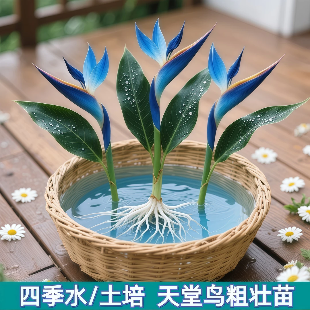 蓝色【天堂鸟】花期长办公室内外水培驱蚊客厅好养净化空气耐寒花卉