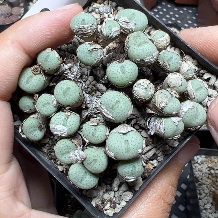 【闪购商品】022……