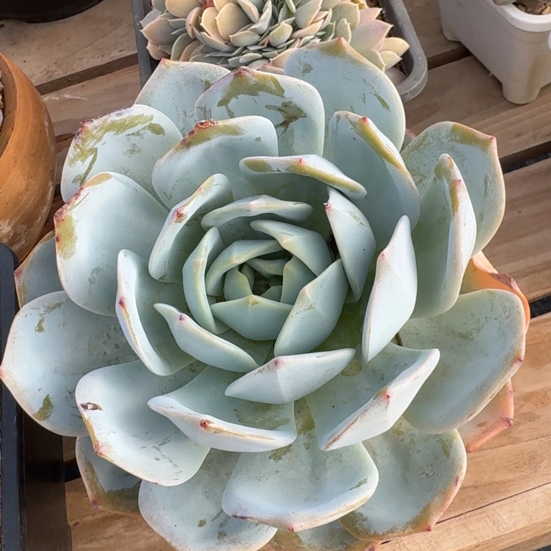 凤橙大单头包正版