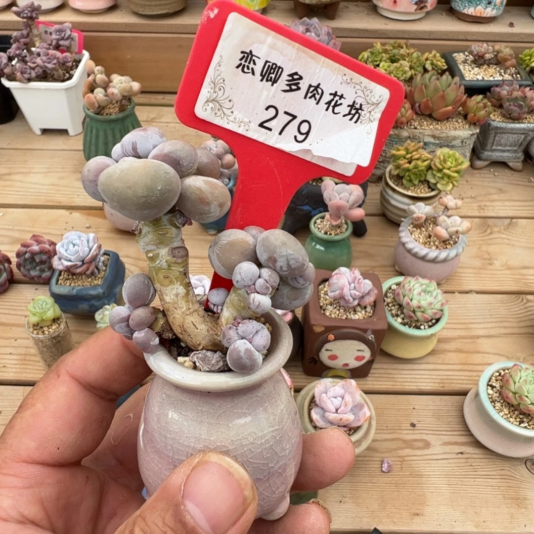 279因美人老桩无砍