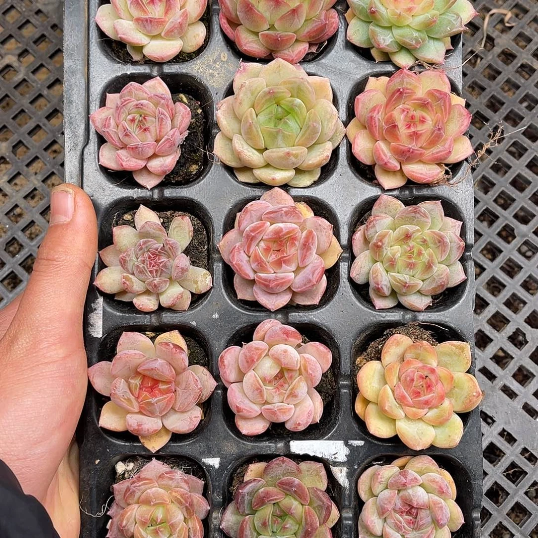 多肉一物一拍15-200