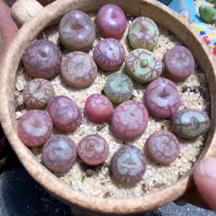27549白花大紫猴杂交一颗