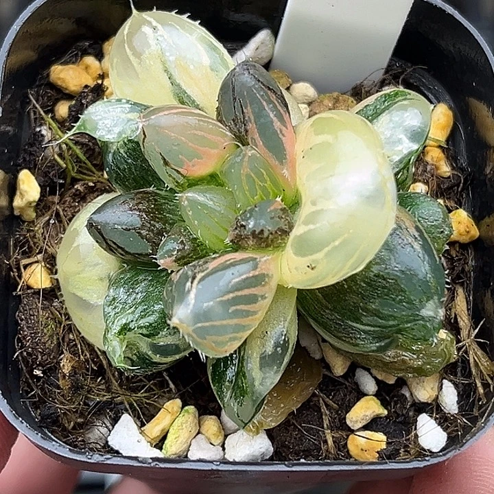 61双头龙爪玉露锦