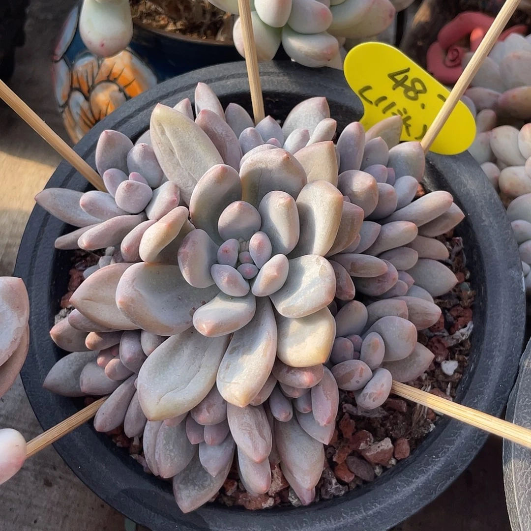 奶酪香水多肉植物48